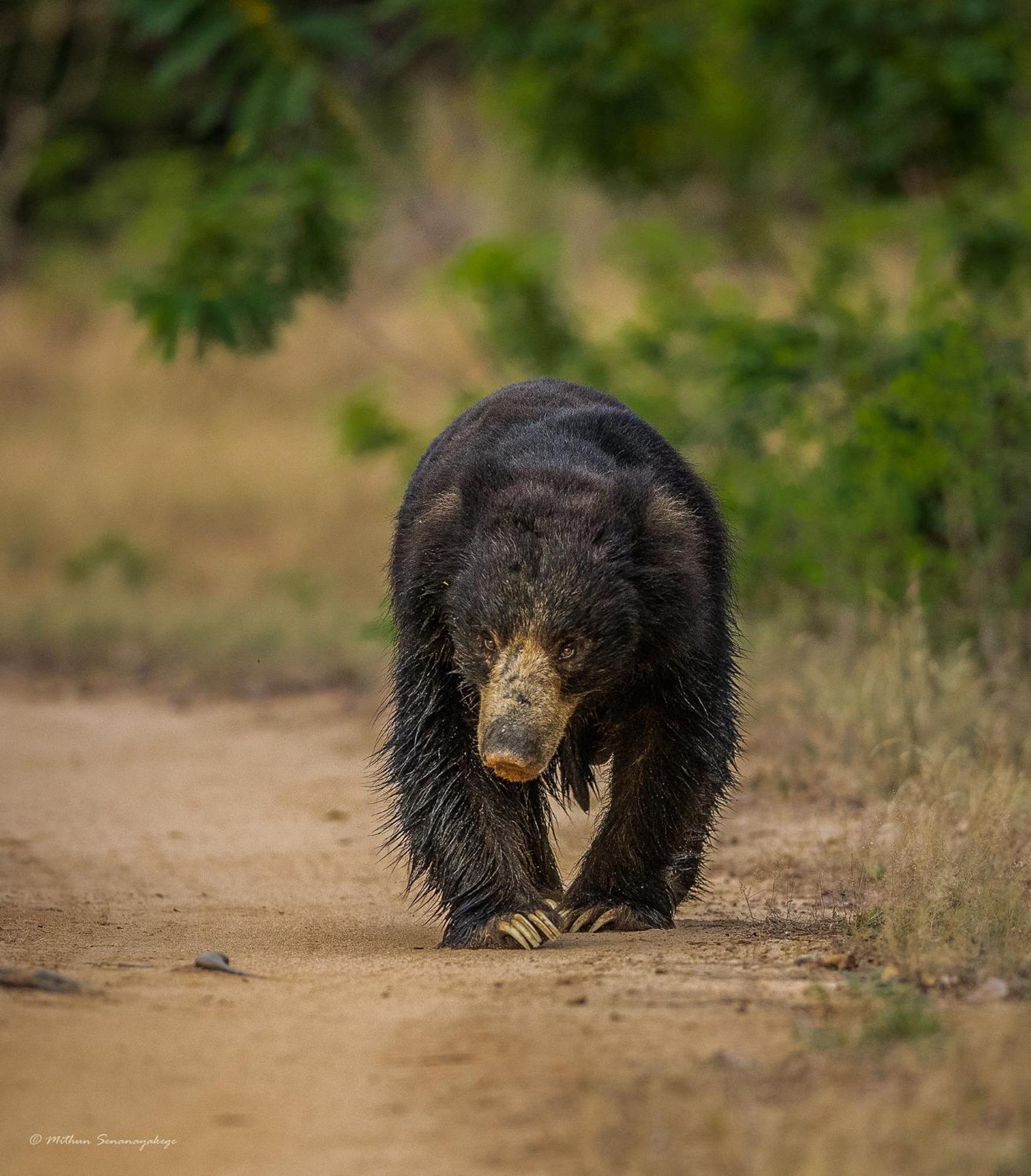Yala Podi Hoona Bush Camp Ξενοδοχείο Εξωτερικό φωτογραφία